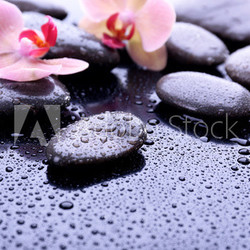 Composition with beautiful blooming orchid with water drops and