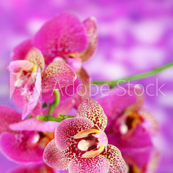 Beautiful orchid on purple background