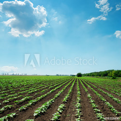 field with green sunflowers and blue sky with clouds