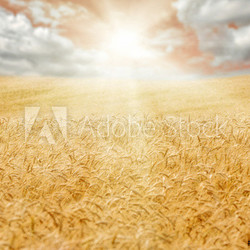 golden wheat field and bight sun in the distance