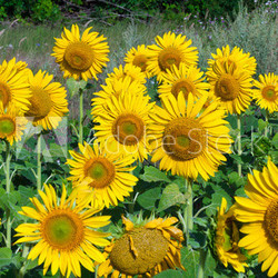 Sunflowers