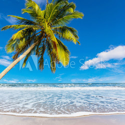 Coconut tree at white beach