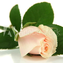Beautiful rose, isolated on white