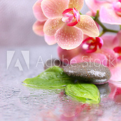 Composition with beautiful blooming orchid with water drops and