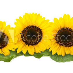 sunflowers