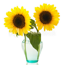 sunflowers in  vase
