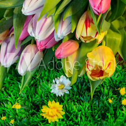 tulpen auf wiese