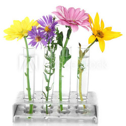 Flowers in test-tubes isolated on white