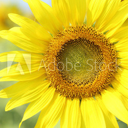 close up of the sunflower