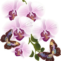 pink orchid and two dark butterflies on light background