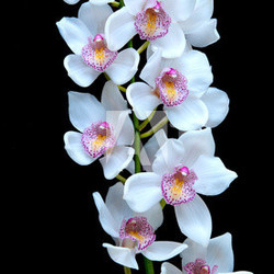 Orchid flower