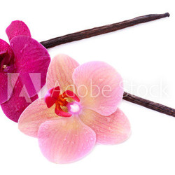Beautiful blooming orchid flowers and vanilla sticks  isolated