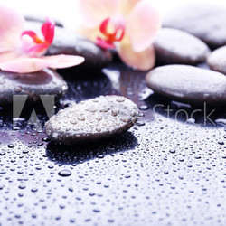 Composition with beautiful blooming orchid with water drops and