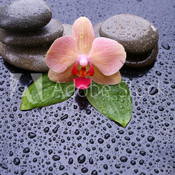 Composition with beautiful blooming orchid with water drops and