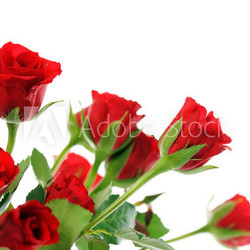 red roses