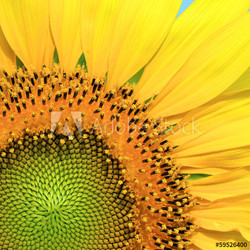 Closeup of beautiful sunflower
