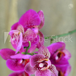 Beautiful orchid on purple background