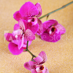 Beautiful orchid on golden background