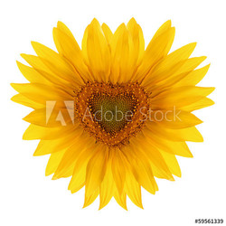 Sunflower flower in the shape of heart