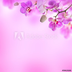 Floral background of tropical orchids