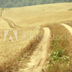 road in a field of wheat