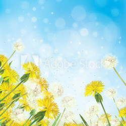 Vector dandelions on sky background.