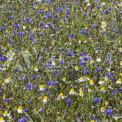 Blumenwiese