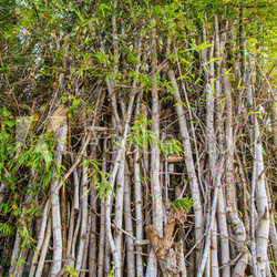 Bamboo poles.