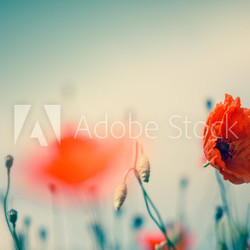 Mohnblumen auf Sommerwiese