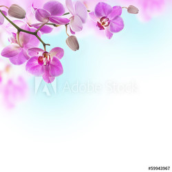 Floral background of tropical orchids