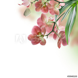 Floral background of tropical orchids
