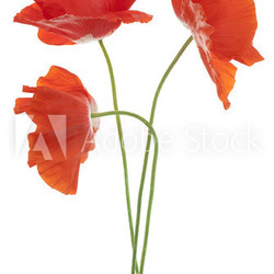 poppy
