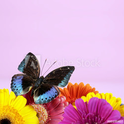 Schmetterling mit Gerbera vor lila Hintergrund