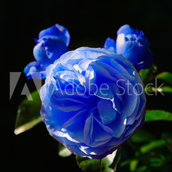 Blaue Rose 