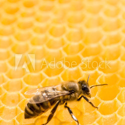 Macro of working bee on honeycells.