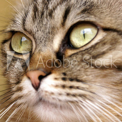 Katze
