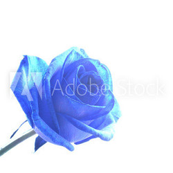 high key blaue rose