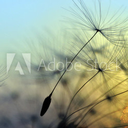 Golden sunset and dandelion, meditative zen background