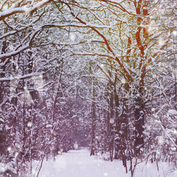 Mondaufgang Winter