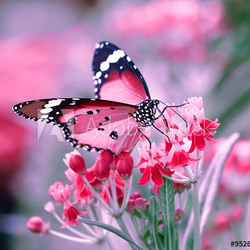 Butterfly on orange flower