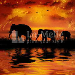 Elephants on a beautiful sunset