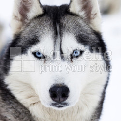 Close up on blue eyes of husky