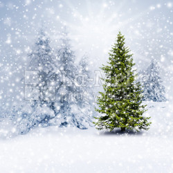 Weihnachtsbaum im Wald