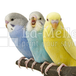 three budgies are in the roost