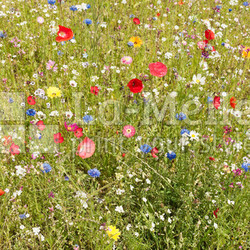 Ein Stück bunte Sommerwiese
