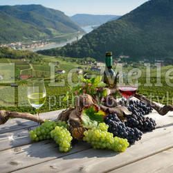 Rotwein und Weisswein