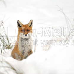 Red fox in the snow