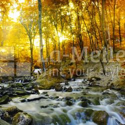 Autumn creek woods with yellow trees