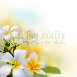 Frangipani flowers on sunshine morning