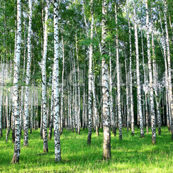Beautiful summer birch grove in the evening sunlight